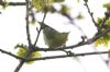 Wood Warbler