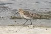 Dunlin