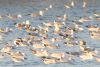 Mediterranean Gull