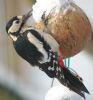 Great Spotted Woodpecker