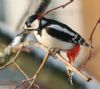 Great Spotted Woodpecker