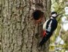 Photo of Great Spotted Woodpecker at Maiden Erleigh, Berkshire. Taken by Linda Garner-Langham on 20th March 2012.