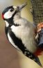 Great Spotted Woodpecker