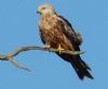 Red Kite