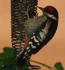 Great Spotted Woodpecker