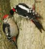 Great Spotted Woodpecker