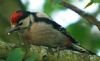 Great Spotted Woodpecker