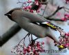 Photo of Waxwing at Wokingham, Berkshire. Taken by Gary Randall on 16th December 2012.