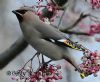 Photo of Waxwing at Wokingham, Berkshire. Taken by Gary Randall on 16th December 2012.
