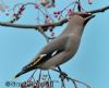 Photo of Waxwing at Wokingham, Berkshire. Taken by Gary Randall on 17th December 2012.