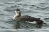 Black-throated Diver