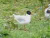 Photo of Mediterranean Gull at Hosehill Lake, Theale GPs, Berkshire. Taken by Chris Heard on 16th May 2013.