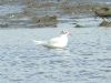 Photo of Mediterranean Gull at Eton Wick, Berkshire. Taken by Chris Heard on 24th July 2013.