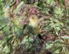 Chiffchaff