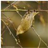 Chiffchaff