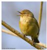 Chiffchaff