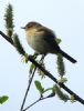 Chiffchaff