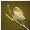 Photo of Chiffchaff at Whiteknights Lake, Reading, Berkshire. Taken by Jerry Nicholls on 12th April 2014.