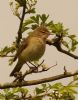 Photo of Chiffchaff at Lavell's Lake, Dinton Pastures CP, Berkshire. Taken by Alan Rymer on 28th April 2014.
