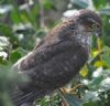 Sparrowhawk