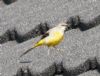 Photo of Grey Wagtail at Fobney Meadow, Berkshire. Taken by Linda Garner-Langham on 9th April 2015.