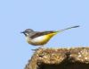 Photo of Grey Wagtail at Fobney Meadow, Berkshire. Taken by Linda Garner-Langham on 9th April 2015.