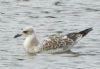 Photo of Mediterranean Gull at Sandford Lake, Dinton Pastures CP, Berkshire. Taken by Linda Garner-Langham on 23rd July 2015.