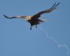 Photo of Red Kite at Calcot, Berkshire. Taken by John Absolom on 27th August 2015.