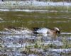 Photo of Garganey at Bottom Lane Floods, Theale GPs, Berkshire. Taken by Linda Garner-Langham on 5th April 2016.