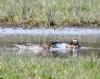 Photo of Garganey at Bottom Lane Floods, Theale GPs, Berkshire. Taken by Linda Garner-Langham on 5th April 2016.