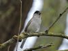 Photo of Blackcap at Searles Farm Lane GP, Burghfield GPs, Berkshire. Taken by David Hampton on 14th April 2016.