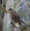 Reed Bunting