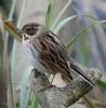 Reed Bunting