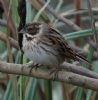 Reed Bunting