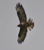 Buzzard