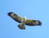 Photo of Buzzard at Black Swan Lake, Dinton Pastures CP, Berkshire. Taken by Linda Garner-Langham on 10th October 2016.