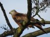 Red Kite