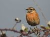 Stonechat