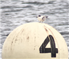 Common Tern