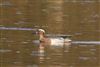 Photo of Garganey at Searles Farm Lane GP, Burghfield GPs, Berkshire. Taken by Andy Tomczynski on 30th March 2019.