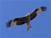 Red Kite