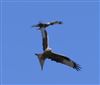 Red Kite