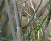 Sedge Warbler