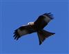 Red Kite