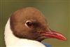 Black-headed Gull
