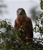 Red Kite