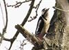 Great Spotted Woodpecker