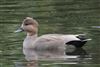 Gadwall