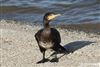 Cormorant