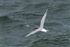 Common Tern